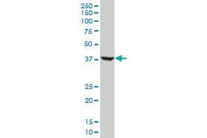 Western Blotting (WB) image for anti-Ring Finger Protein 2 (RNF2) (AA 192-291) antibody (ABIN961342) (RNF2 抗体  (AA 192-291))