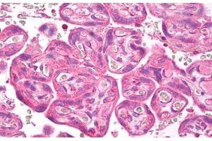 Anti-VEGFR-1 antibody IHC staining of human placenta. (FLT1 抗体  (Internal Region))
