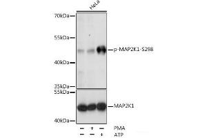 Western blot analysis of extracts of various cell lines using Phospho-MAP2K1(S298) Polyclonal Antibody at dilution of 1:1000.