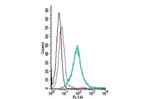 Cell surface detection of CD73 by direct flow cytometry in live intact human Burkitt's lymphoma Daudi cells:___ Cells. (CD73 抗体  (Extracellular) (FITC))