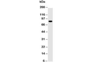Western blot testing of NLRP4G antibody and mouse ovary tissue lysate (NLRP4G 抗体  (AA 704-721))
