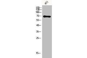 Western Blotting (WB) image for anti-X-Ray Repair Complementing Defective Repair in Chinese Hamster Cells 6 (XRCC6) (acLys331) antibody (ABIN7181835)