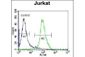ELMO2 Antibody (Center) (ABIN655058 and ABIN2844687) flow cytometric analysis of Jurkat cells (right histogram) compared to a negative control cell (left histogram). (ELMO2 抗体  (AA 323-350))