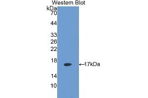 Western Blotting (WB) image for anti-Lectin, Galactose Binding, Soluble 5 (LGALS5) (AA 1-145) antibody (ABIN1171873) (Lectin, Galactose Binding, Soluble 5 (LGALS5) (AA 1-145) 抗体)