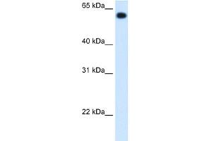 WB Suggested Anti-ALDH4A1 Antibody Titration:  1. (ALDH4A1 抗体  (C-Term))