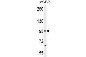 PCDH20 Antibody (Center) western blot analysis in MCF-7 cell line lysates (35µg/lane). (PCDH20 抗体  (Middle Region))