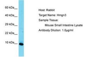 Image no. 1 for anti-High Mobility Group Nucleosomal Binding Domain 3 (HMGN3) (AA 41-90) antibody (ABIN6750471) (HMGN3 抗体  (AA 41-90))