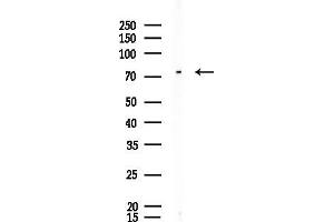 Western blot analysis of lysates from Rat brain, using KHSRP Antibody at 1/1000 dilution.