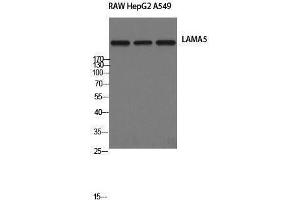 Western Blotting (WB) image for anti-Laminin, alpha 5 (LAMA5) (Internal Region) antibody (ABIN3175811)