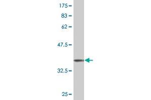 Western Blot detection against Immunogen (37. (STYK1 抗体  (AA 50-159))