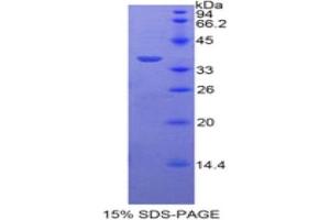 SDS-PAGE of Protein Standard from the Kit (Highly purified E. (PPL ELISA 试剂盒)