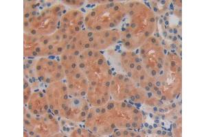 Used in DAB staining on fromalin fixed paraffin- embedded kidney tissue (ERI1 抗体  (AA 1-345))