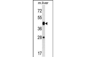 Western blot analysis in mouse liver tissue lysates (35ug/lane). (MAP2K6 抗体  (N-Term))