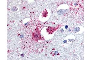 Anti-TAAR1 antibody IHC of human brain, amygdala. (TAAR1 抗体  (N-Term))
