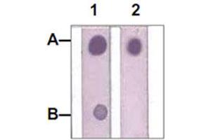 Dot Blot : 1 ug peptide was blot onto NC membrane. (STAT1 抗体  (pTyr701))