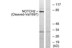 Western blot analysis of extracts from Jurkat cells, treated with etoposide (25uM, 24hours), using NOTCH2 (Cleaved-Val1697) antibody. (NOTCH2 抗体  (Cleaved-Val1697))