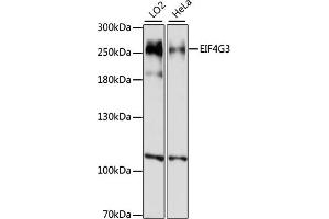Western blot analysis of extracts of various cell lines, using EIF4G3 antibody (ABIN7267044) at 1:1000 dilution. (EIF4G3 抗体  (AA 1000-1200))