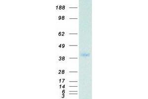Western Blotting (WB) image for Protein Phosphatase 1, Catalytic Subunit, gamma Isoform (PPP1CC) protein (Myc-DYKDDDDK Tag) (ABIN2729465)