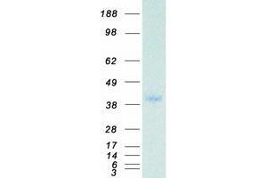 Validation with Western Blot (PPP1CC Protein (Myc-DYKDDDDK Tag))