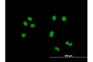 Immunofluorescence of purified MaxPab antibody to RASSF8 on HeLa cell. (RASSF8 抗体  (AA 1-392))