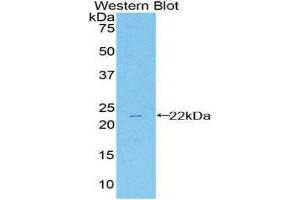 Western Blotting (WB) image for anti-Heat Shock 27kDa Protein 2 (HSPB2) (AA 12-170) antibody (ABIN1859222) (HSPB2 抗体  (AA 12-170))