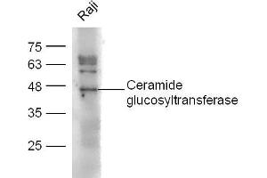 Raji lysates probed with Ceramide glucosyltransferase Polyclonal Antibody, unconjugated  at 1:300 overnight at 4°C followed by a conjugated secondary antibody at 1:10000 for 60 minutes at 37°C. (UGCG 抗体  (AA 21-120))