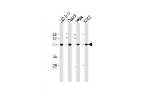 All lanes : Anti-B7H6 Antibody (C-term) at 1:2000 dilution Lane 1: 293T/17 whole cell lysate Lane 2: Daudi whole cell lysate Lane 3: Hela whole cell lysate Lane 4: K562 whole cell lysate Lysates/proteins at 20 μg per lane. (B7-H6 抗体  (C-Term))
