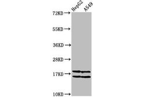 Western Blot Positive WB detected in: HepG2 whole cell lysate, A549 whole cell lysate (All treated with 30 mM sodium butyrate for 4h) All lanes: HIST1H2AG antibody at 1 μg/mL Secondary Goat polyclonal to rabbit IgG at 1/50000 dilution Predicted band size: 15 kDa Observed band size: 15 kDa (HIST1H2AG 抗体  (acLys36))