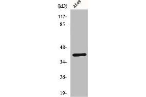 Western Blot analysis of A549 cells using Connexin 43 Polyclonal Antibody (Connexin 43/GJA1 抗体  (C-Term))