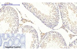 Immunohistochemical analysis of paraffin-embedded rat testis tissue. (COL2A1 抗体  (AA 70-150))