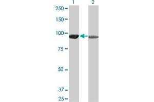 Western Blotting (WB) image for anti-Adenosine Monophosphate Deaminase 2 (AMPD2) (AA 86-185) antibody (ABIN513313)