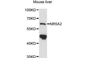 Western blot analysis of extracts of mouse liver, using NR5A2 antibody (ABIN6290055) at 1:3000 dilution. (NR5A2 + LRH1 抗体)