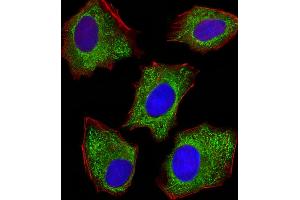 Fluorescent image of HepG2 cells stained with XAF1 . (PDIA6 抗体  (AA 144-172))
