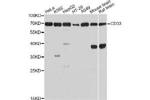 Western blot analysis of extracts of various cell lines, using CD33 Antibody. (CD33 抗体)