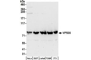 Western Blotting (WB) image for anti-Vacuolar Protein Sorting 35 (VPS35) (AA 746-796) antibody (ABIN7450899)