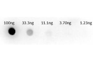 Dot Blot of Sheep anti-Aspartate Transaminase Antibody. (Aspartate Transaminase 抗体  (HRP))