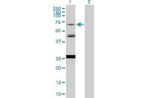 Western Blot analysis of NR2C2 expression in transfected 293T cell line by NR2C2 MaxPab polyclonal antibody. (TR4 抗体  (AA 1-530))