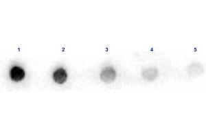 Dot Blot results of Rabbit Anti-Arginase Peroxidase Conjugated. (ARG 抗体  (HRP))