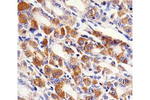 IHC testing of FFPE human stomach with PACSIN2 antibody at 1:100. (PACSIN2 抗体  (AA 342-371))