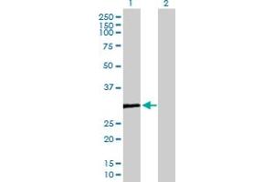 Western Blot analysis of COMTD1 expression in transfected 293T cell line by COMTD1 MaxPab polyclonal antibody. (COMTD1 抗体  (AA 1-262))