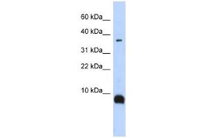 Western Blotting (WB) image for anti-Tachykinin 3 (TAC3) antibody (ABIN2458648) (Tachykinin 3 抗体)