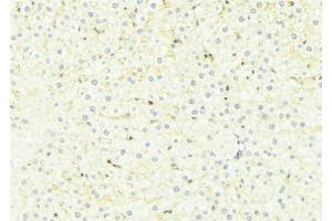ABIN6275041 at 1/100 staining Mouse liver tissue by IHC-P.