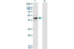 Western Blot analysis of SEPHS1 expression in transfected 293T cell line by SEPHS1 monoclonal antibody (M04), clone 3G3. (SEPHS1 抗体  (AA 1-96))