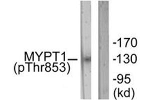 Western blot analysis of extracts from NIH-3T3 cells, using MYPT1 (Phospho-Thr853) Antibody. (PPP1R12A 抗体  (pThr853))