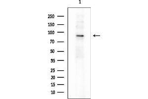 Western blot analysis of lysates from Mouse testis, using MCM3 Mouse Monoclonal Antibody at 1/1000 dilution.