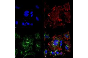 Immunocytochemistry/Immunofluorescence analysis using Mouse Anti-NPAS4 Monoclonal Antibody, Clone S408-79 (ABIN2485816). (NPAS4 抗体  (AA 597-802) (APC))