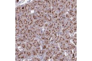 Immunohistochemical staining of human pancreas with HS2ST1 polyclonal antibody  shows strong granular cytoplasmic positivity in exocrine glandular cells. (HS2ST1 抗体)