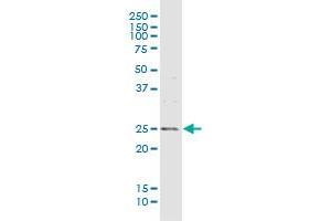 MREG MaxPab rabbit polyclonal antibody. (MREG 抗体  (AA 1-214))