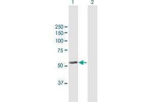 Western Blot analysis of LAP3 expression in transfected 293T cell line by LAP3 MaxPab polyclonal antibody. (LAP3 抗体  (AA 1-519))