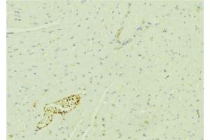 ABIN6276392 at 1/100 staining Mouse liver tissue by IHC-P. (STEAP3 抗体  (N-Term))